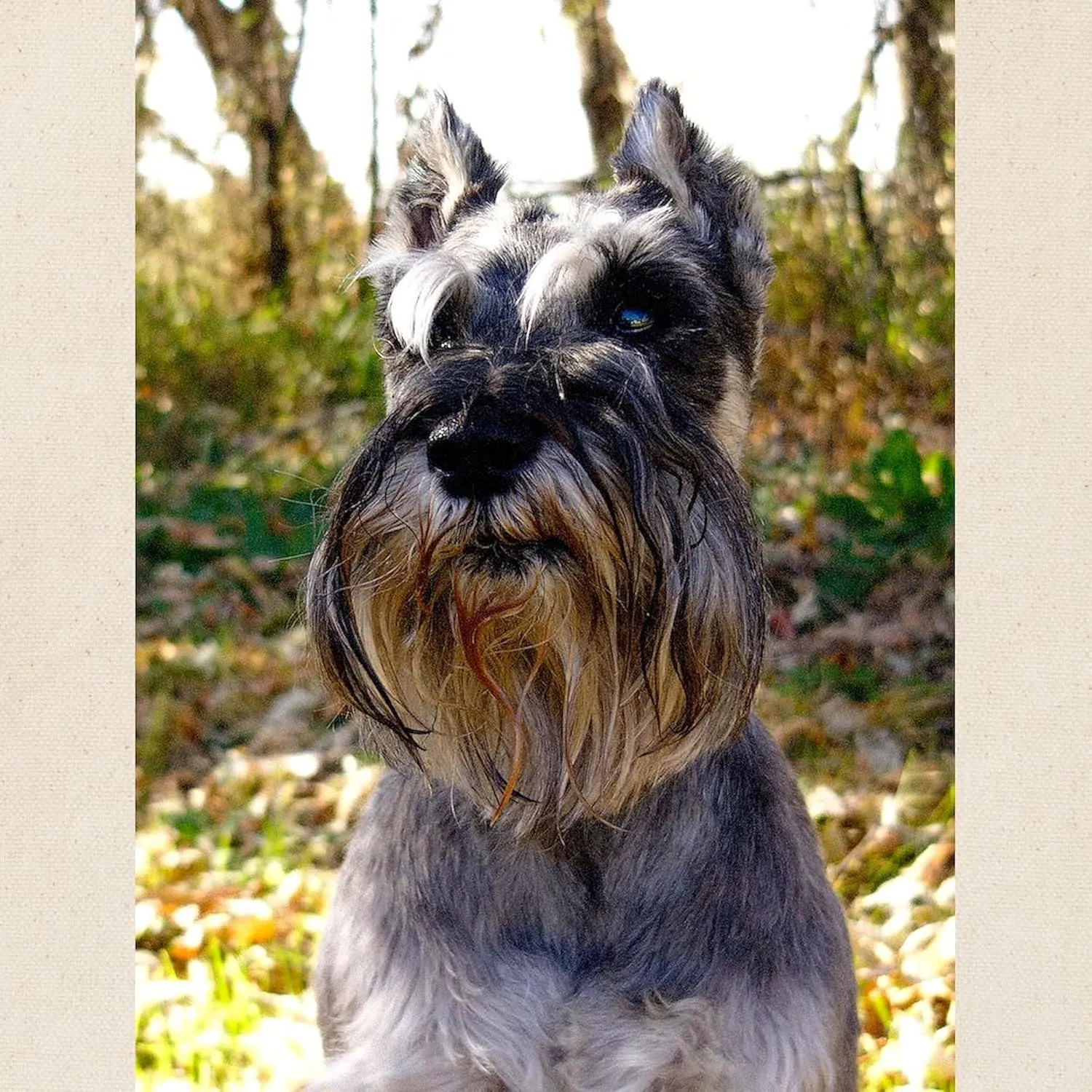 CafePress Schnauzer Portrait Tote Bag Reusable Natural Beige Canvas Shopping Bag
